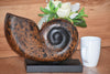 Hand carved wooden shell on stand