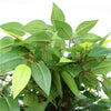 Premium Artificial Ficus Tree 140cm (Potted)