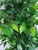 Mixed Green Artificial Ficus Tree 180cm